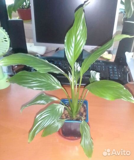 Спатифиллум