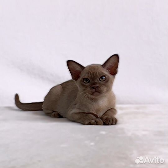 Изящная бурманская кошечка