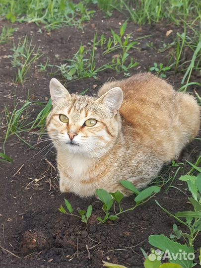 Кошки в добрые руки