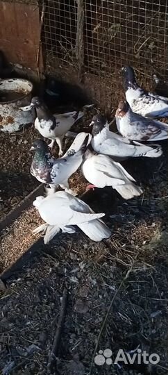 Продажа голубей