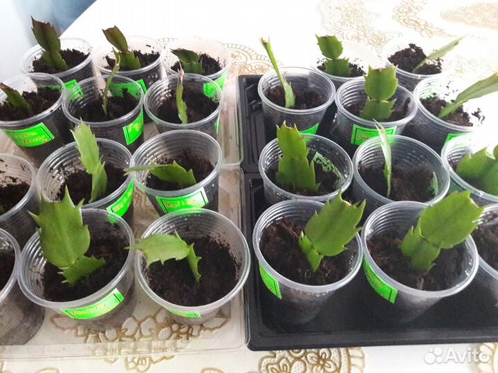 Сортовые декабристы