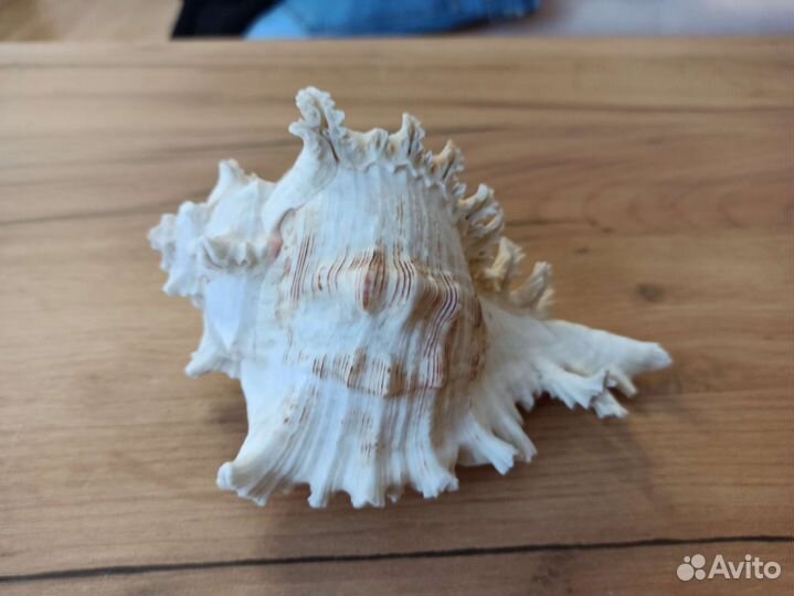 Морская раковина