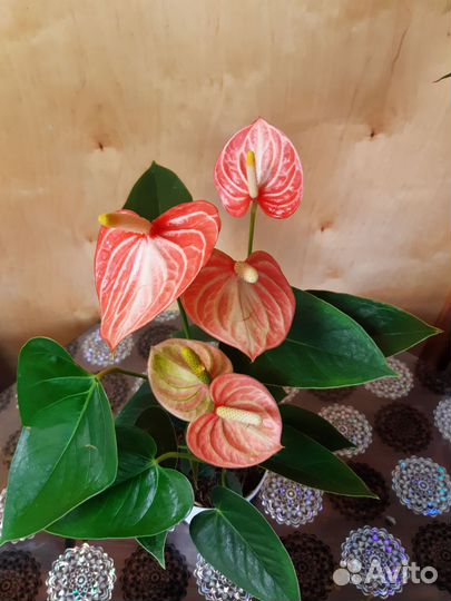 Комнатные растения