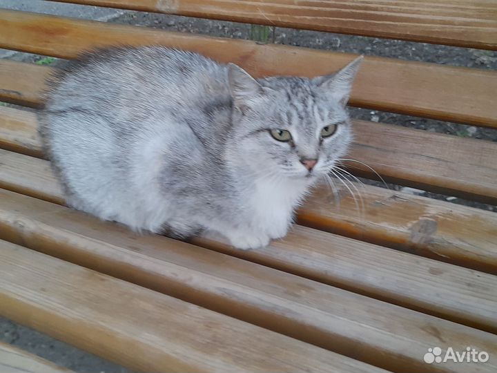 Котики ищут дом