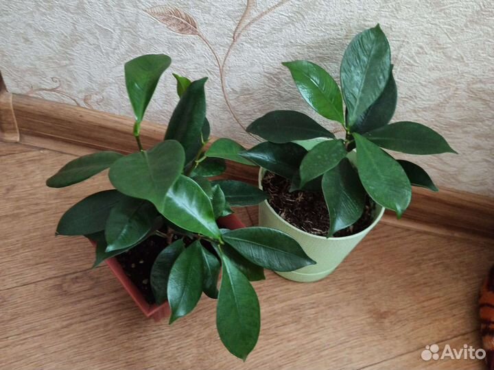 Комнатные растения разные