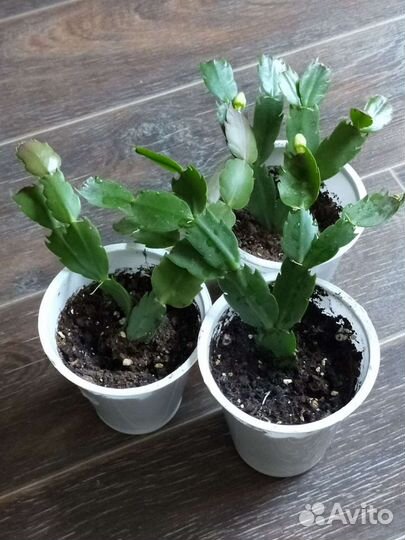 Декабрист Шлюмбергера, белый