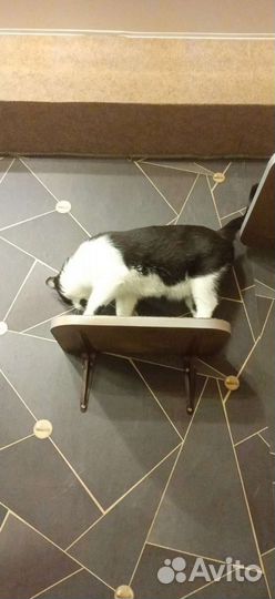 Полки, гамаки, мостики для кошек