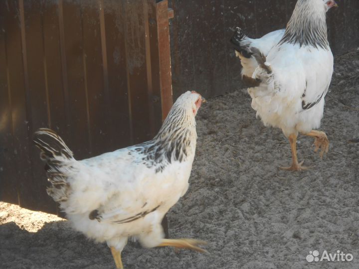 Куры несушки,Адлерская,Леггорн далматинец,инк.яйцо