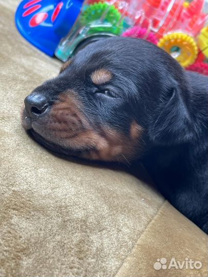 Собаки щенки добермана