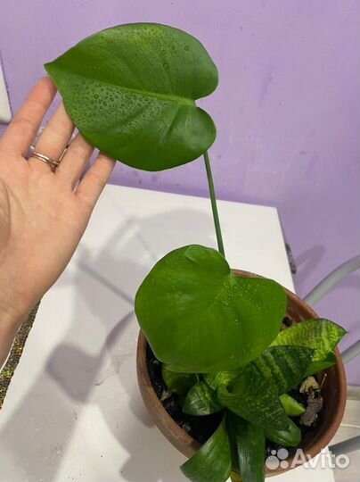 Монстера, комнатные, денежное дерево, диффенбахия