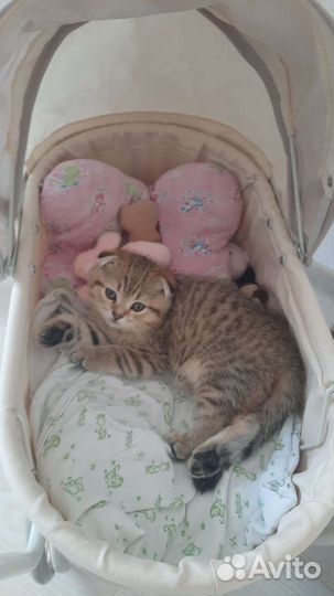 Шотландская вислоухая кошка