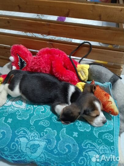 Щенки бигль