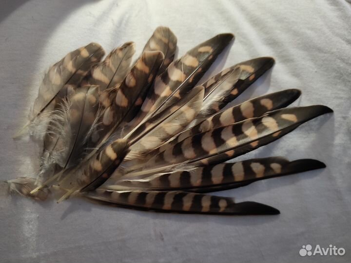 Перья для творчества