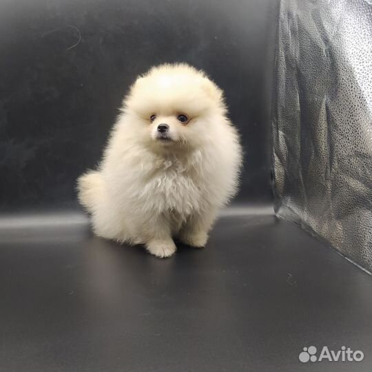 Мини мальчик померанского шпица