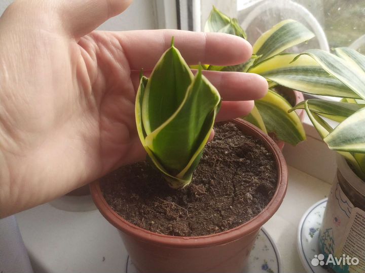 Сансевиерия