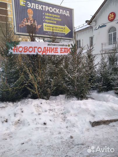 Ель новогодняя живая