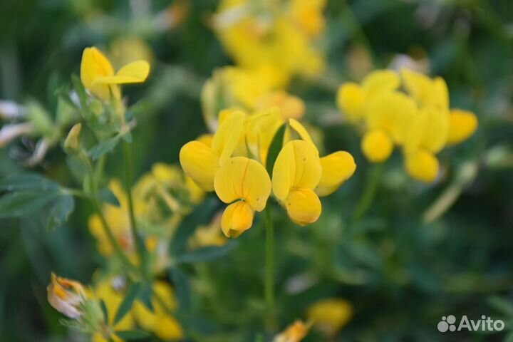 Фотоаппарат Nikon D5500 с объективом 18-55