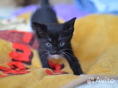 Котенок девочка