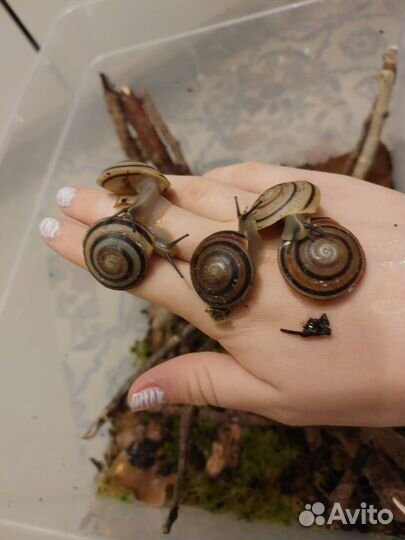 Улитки караколусы