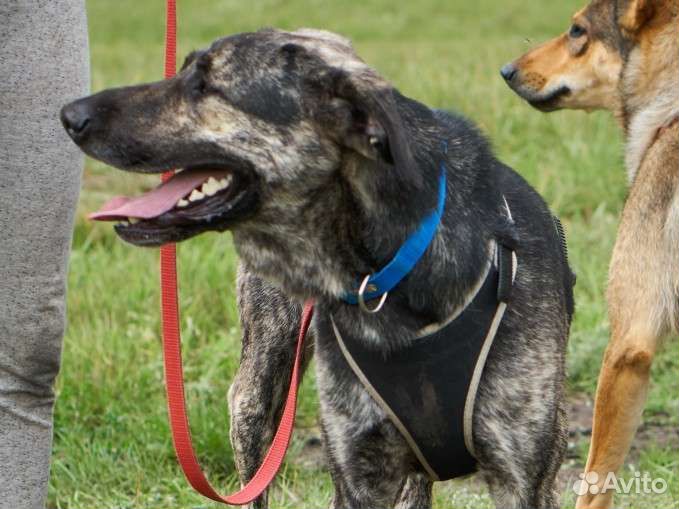 Очень душевный пёс мечтает о доме