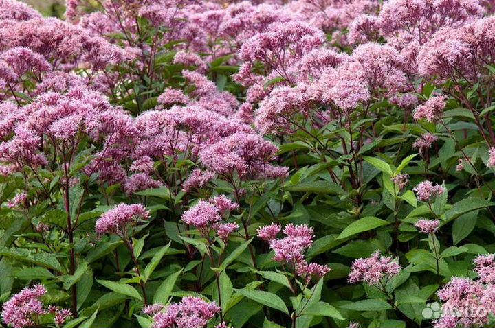 Гортензия Анабель, лаконос, посконник