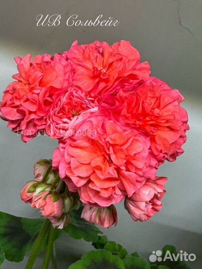 Герань пеларгония