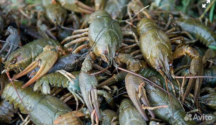 Раки живые