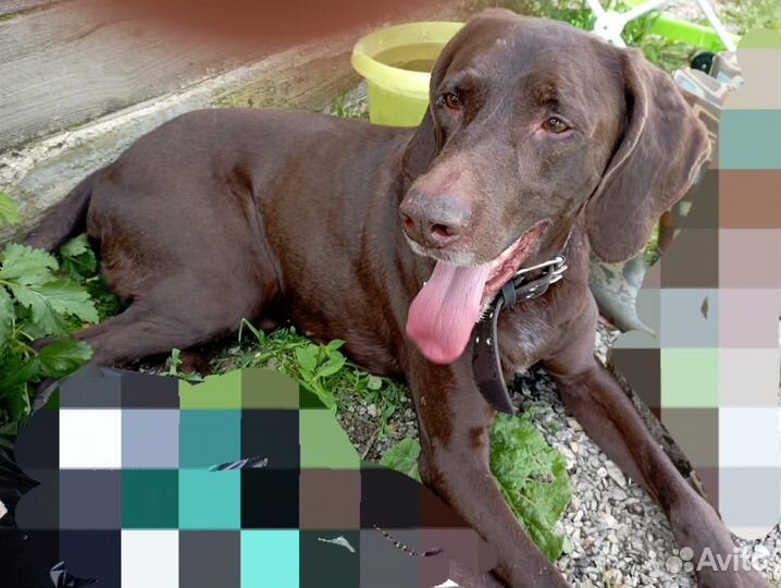 Продам щенков курцхаар