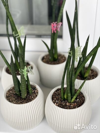 Сансивиерия цилиндрика в кашпо