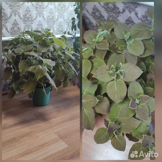 Колеусы вегетативные