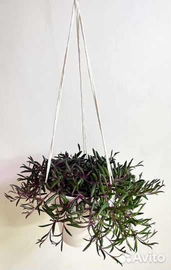 Растение Оттона мясистая в подвесном кашпо