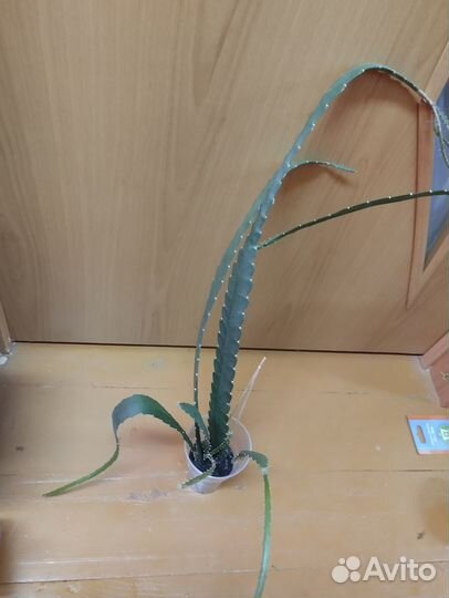 Комнатные сукуленты