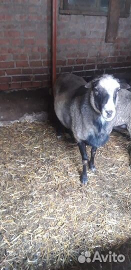 Романовские овцы