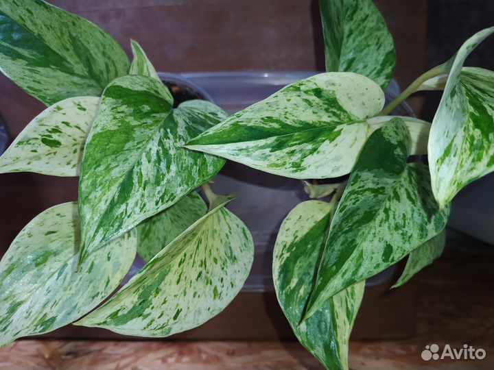 Эпипремнум Марбл Квин