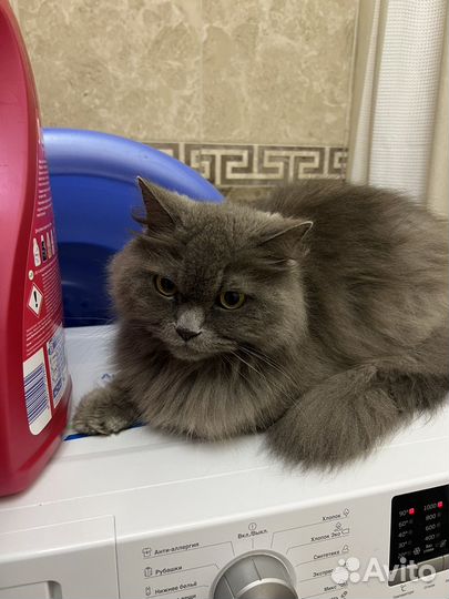 Британские кот бесплатно