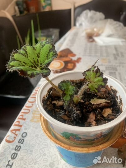 Бегония тигровая