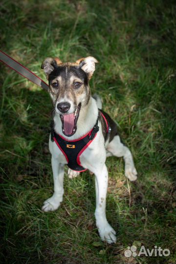 Щенок небольшого размера в добрые руки