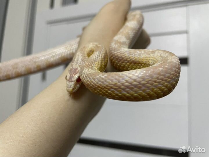 Продаются полозы