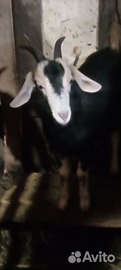 Козлушки суягные