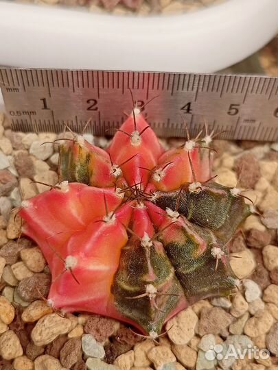 Кактусы вариегатные, гимнокалициум