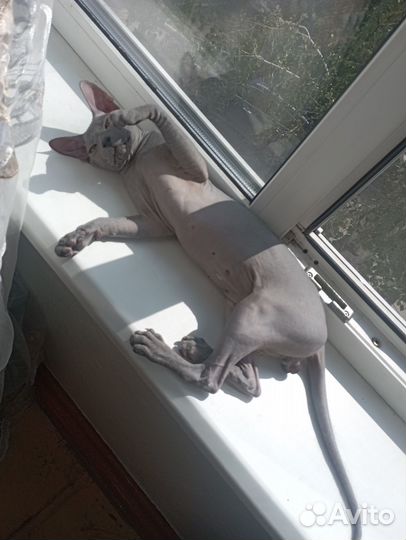 Донской сфинкс вязка