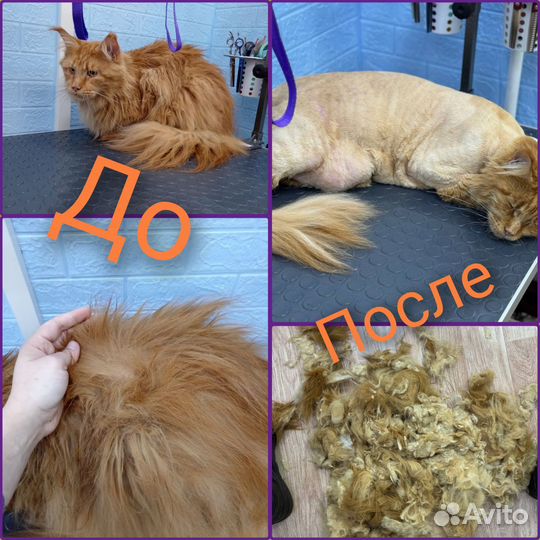 Груминг /стрижка собак и кошек/зоосалон