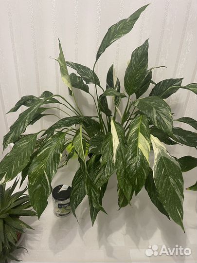 Мирт, Спатифилум домино