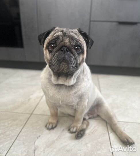 Передержка собак Догситтер