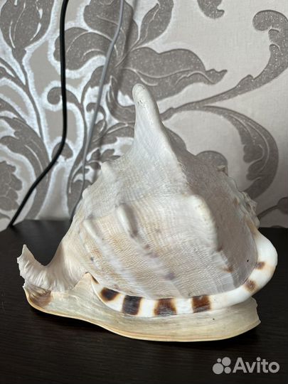 Ракушка морская большая