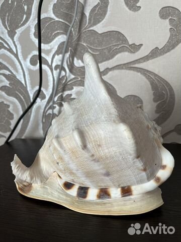 Ракушка морская большая