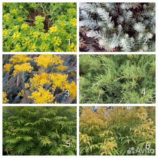 Многолетники. Часть1