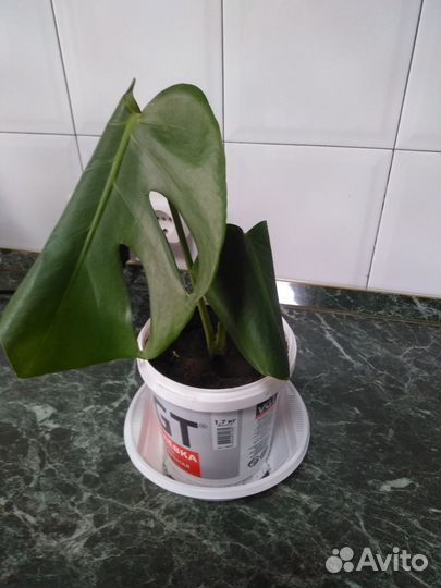 Цветок монстера