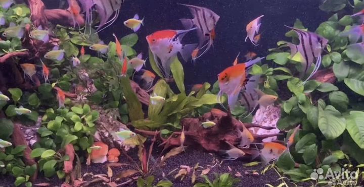 Аквариумы, аквариумные рыбки и товар для рыб