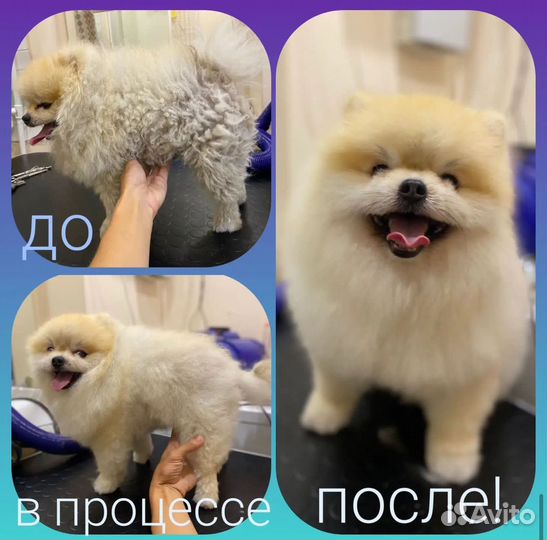 Груминг собак в салоне